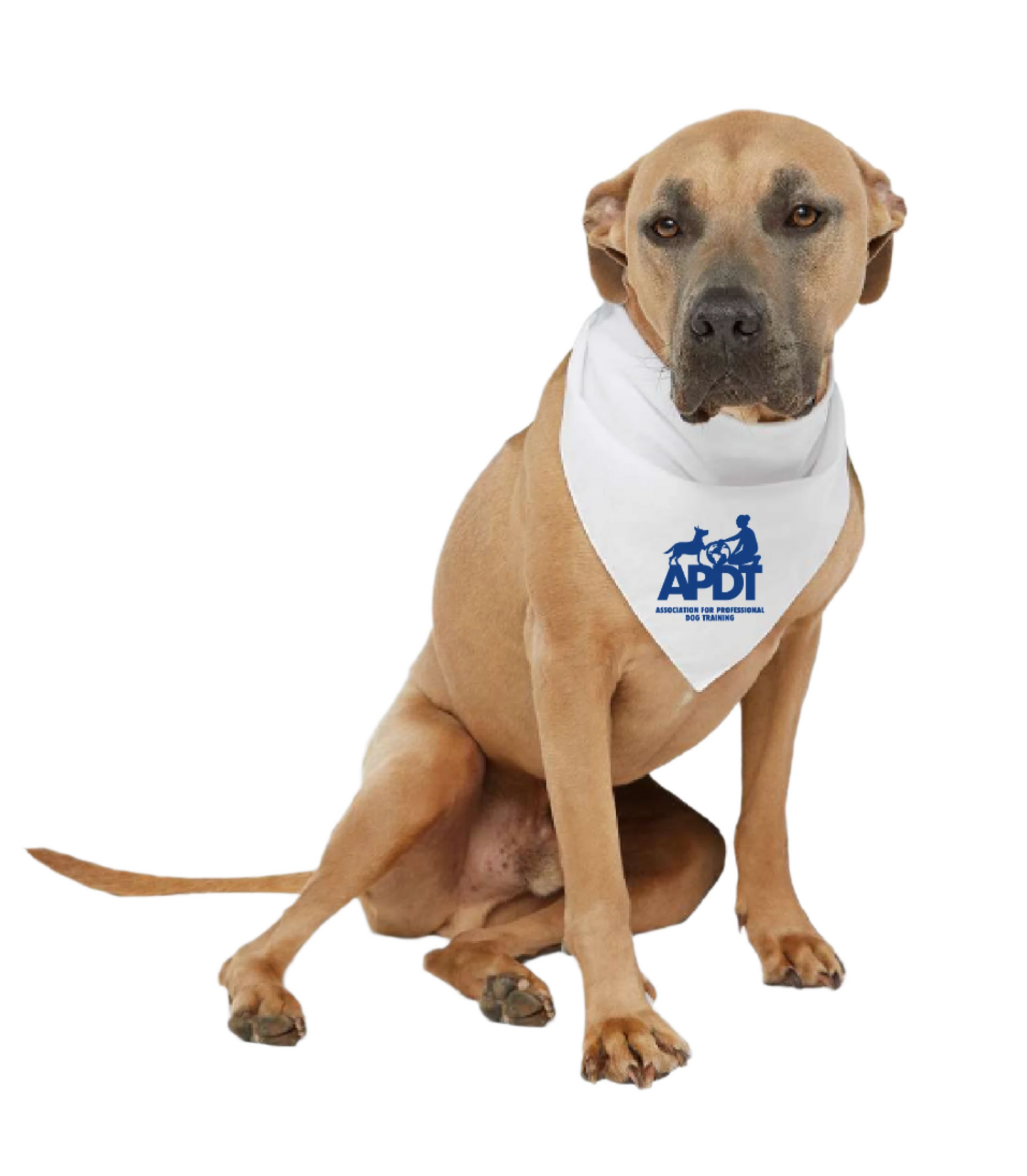 APDT International Treat Bandit Bandana